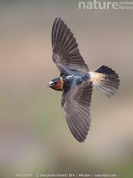 Image result for Petrochelidon pyrrhonota