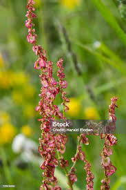 Attēlu rezultāti vaicājumam “Rumex acetosa flower”