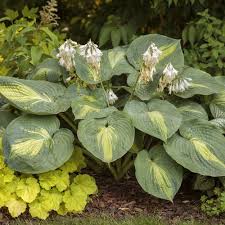 Image result for Brunnera `Jack Frost`