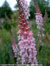 Image result for Linaria purpurea