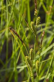 Attēlu rezultāti vaicājumam “Carex nigra”