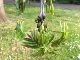 Attēlu rezultāti vaicājumam “Fraxinus excelsior Pendula bud”