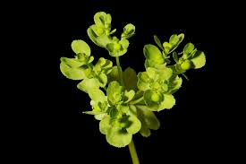 Attēlu rezultāti vaicājumam “Euphorbia helioscopia”