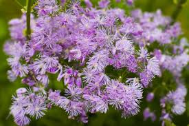 Attēlu rezultāti vaicājumam “Thalictrum aquilegifolium flower”