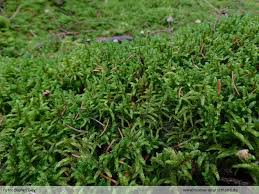 Attēlu rezultāti vaicājumam “Pleurozium schreberi”