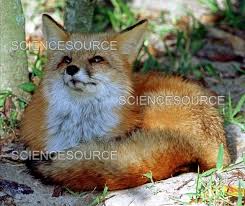 Attēlu rezultāti vaicājumam “Vulpes vulpes  adult”