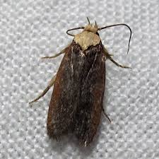 Attēlu rezultāti vaicājumam “Depressaria depressana”