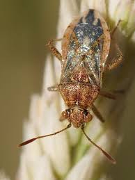 Attēlu rezultāti vaicājumam “Rhopalus maculatus”