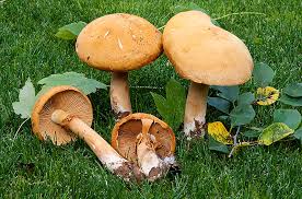 Attēlu rezultāti vaicājumam “Phaeolepiota aurea”