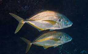 Image result for Pseudocaranx dentex