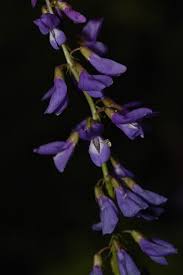 Attēlu rezultāti vaicājumam “Galega orientalis fruit”