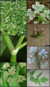 Attēlu rezultāti vaicājumam “Torilis japonica leaf”