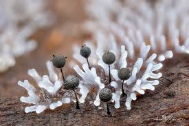 Attēlu rezultāti vaicājumam “Collaria arcyrionema spores”