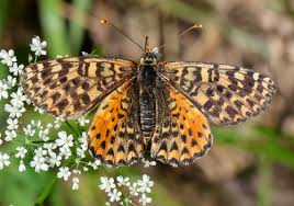 Attēlu rezultāti vaicājumam “Melitaea didyma”