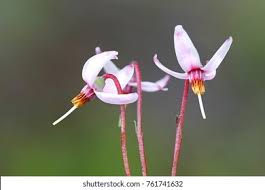 Attēlu rezultāti vaicājumam “Oxycoccus flower”