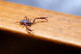 Attēlu rezultāti vaicājumam “Chelifer cancroides”