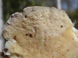 Attēlu rezultāti vaicājumam “Cerrena unicolor”