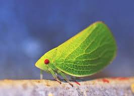 Attēlu rezultāti vaicājumam “Thecabius affinis nymph”