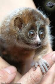 Картинки по запросу малый