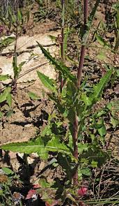 Attēlu rezultāti vaicājumam “Sonchus arvensis subsp. uliginosus flower”