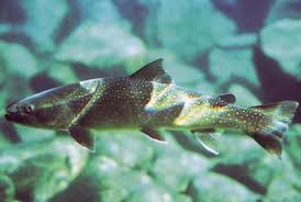 Image result for Salvelinus confluentus