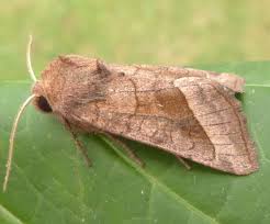 Attēlu rezultāti vaicājumam “Hydraecia micacea”