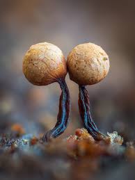 Attēlu rezultāti vaicājumam “Cribraria rufa stalked”