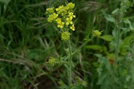 Attēlu rezultāti vaicājumam “Sisymbrium loeselii flower”