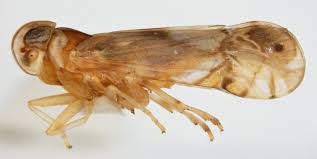 Attēlu rezultāti vaicājumam “Cixiidae”