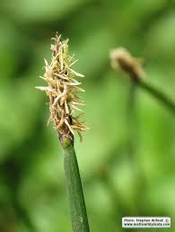 Attēlu rezultāti vaicājumam “Eleocharis palustris”