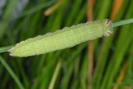 Attēlu rezultāti vaicājumam “Hyponephele lycaon male”