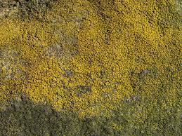 Attēlu rezultāti vaicājumam “Candelariella sp.”