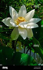 Attēlu rezultāti vaicājumam “Lotus sp. flower”