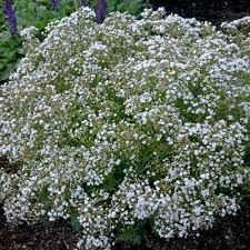 Attēlu rezultāti vaicājumam “Gypsophila muralis fruit”