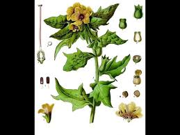 Attēlu rezultāti vaicājumam “Hyoscyamus niger”