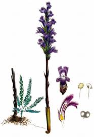 Attēlu rezultāti vaicājumam “Orobanche coerulescens flower”