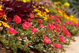 Attēlu rezultāti vaicājumam “Portulaca oleracea flower”