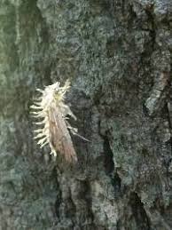 Attēlu rezultāti vaicājumam “Akanthomyces aculeatus”