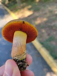 Attēlu rezultāti vaicājumam “Scardia boletella”