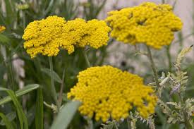 Image result for Achillea filipendulina