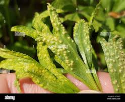 Attēlu rezultāti vaicājumam “Tranzschelia pruni-spinosae spores”