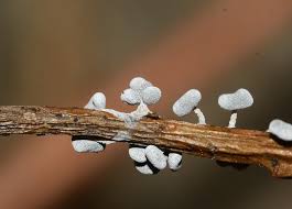 Attēlu rezultāti vaicājumam “Lamproderma ovoideum”