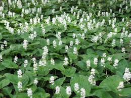 Attēlu rezultāti vaicājumam “Maianthemum bifolium fruit”