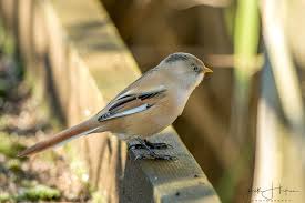Attēlu rezultāti vaicājumam “Panurus biarmicus female”