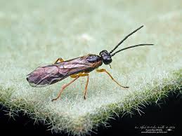 Attēlu rezultāti vaicājumam “Tenthredinidae”