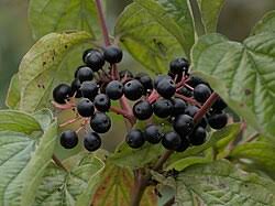 Attēlu rezultāti vaicājumam “Cornus sanguinea”