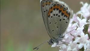 Attēlu rezultāti vaicājumam “Plebejus idas”
