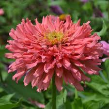 Image result for Zinnia elegans