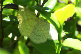 Attēlu rezultāti vaicājumam “Scopula floslactata”