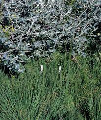 Attēlu rezultāti vaicājumam “Epilobium palustre fruit”